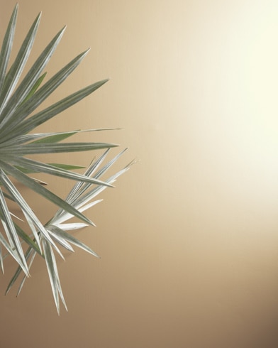 Painted walls with Blanched Almond 1060