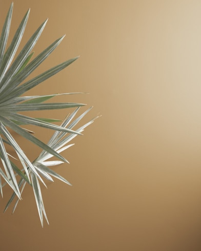 Painted walls with Baked Cumin 1062