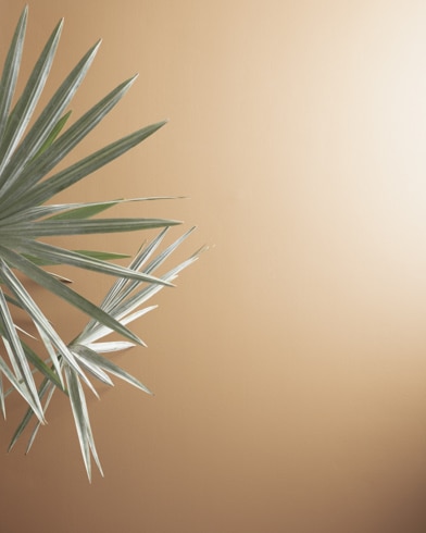 Painted walls with Chilled Chardonnay 1089