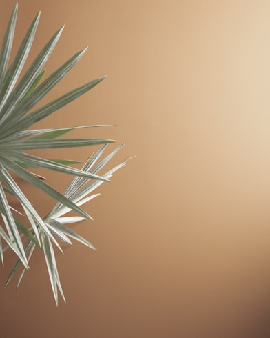 Painted walls with Butternut Squash 1090