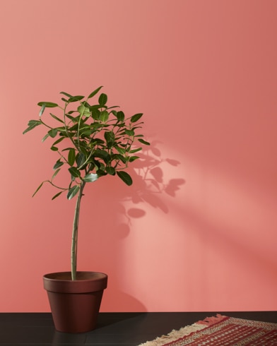 Houseplant in terracotta pot and a rug in front of a Coral Bronze-painted wall.