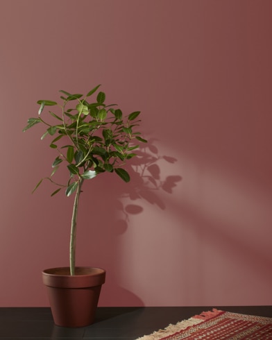 Houseplant in terracotta pot and a rug in front of a Sweet Rosy Brown-painted wall.