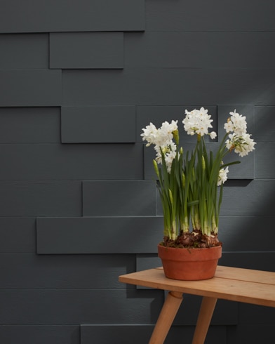 Painted wall with Graphite 1603