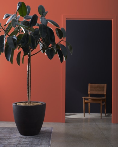 Large houseplant in front of a Terra Cotta Tile-painted wall, leading to a dark hallway with a wooden chair.