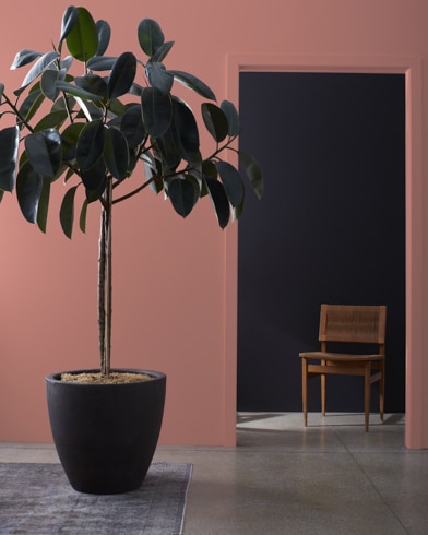 Large houseplant in front of a Texas Rose-painted wall, leading to a dark hallway with a wooden chair.