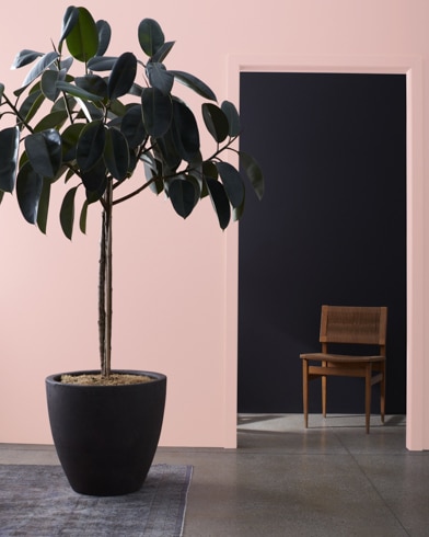 Large houseplant in front of a Georgia Pink-painted wall, leading to a dark hallway with a wooden chair.