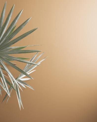 Painted walls with Acorn Yellow 2161-40