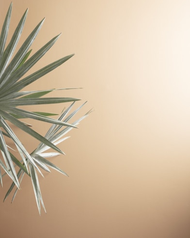 Painted walls with Yellow Squash 2161-50