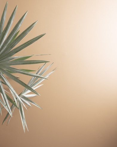 Painted walls with Terra Bella AF-195