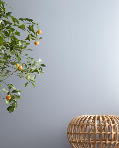 Painted wall with Instinct AF-575