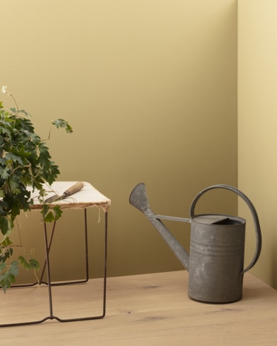 Painted walls with Sombrero CC-300