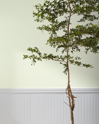 Painted wall with Sweet Celadon CSP-785