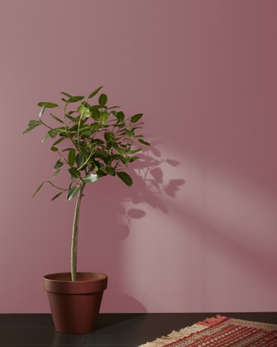 Houseplant in terracotta pot and a rug in front of a Barrett Brick-painted wall.