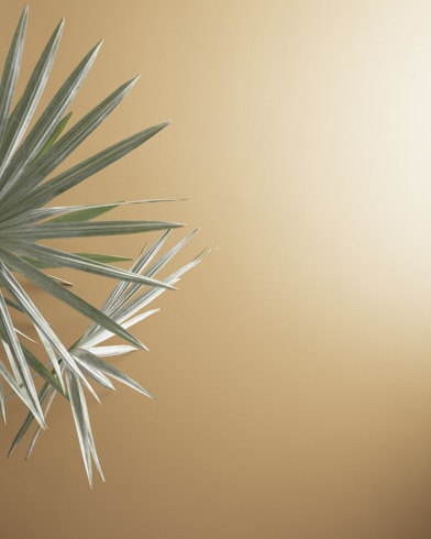 Painted walls with Wilmington Tan HC-34