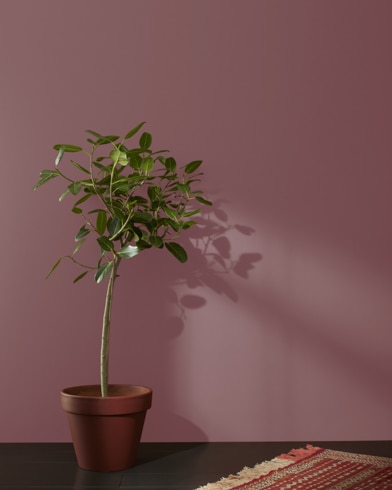 Houseplant in terracotta pot and a rug in front of a New London Burgundy-painted wall.